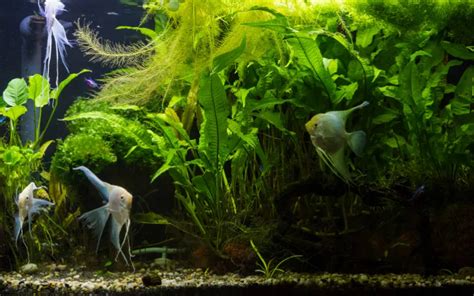 Standard Aquarium Sizes and Weights: Guide for Beginners.